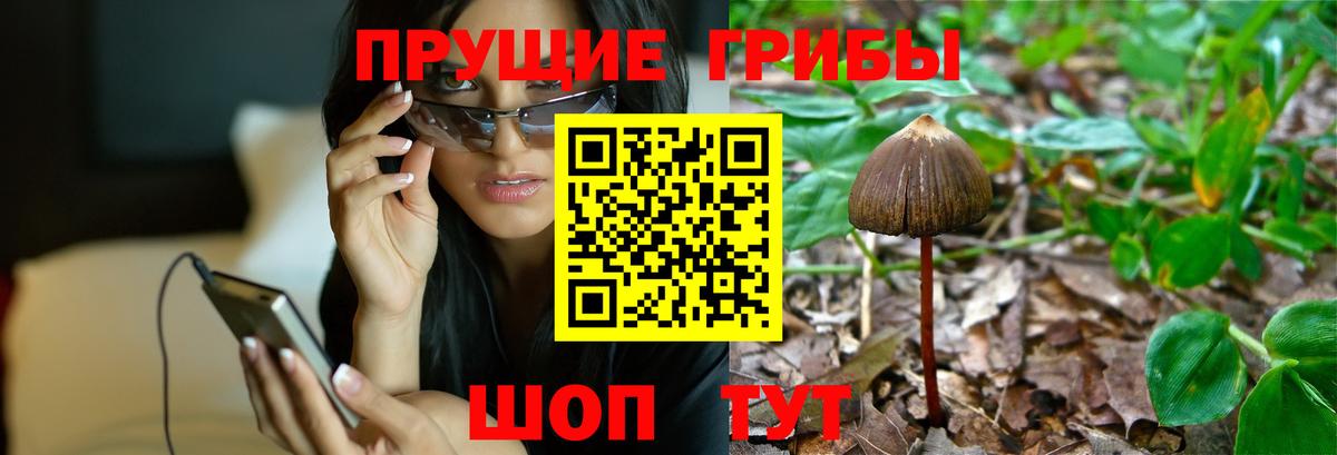 Псилоцибиновые грибы Cubensis  Псилоцибиновые грибы прущие грибы  Кинель  Вход с VPN 